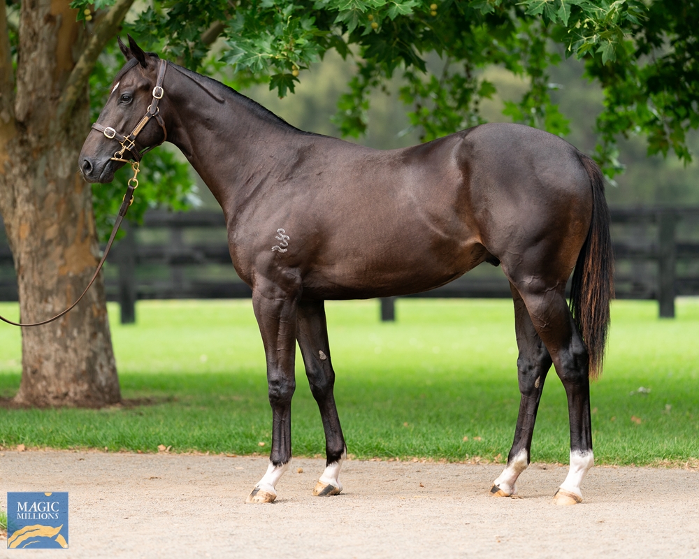 2024 Gold Coast Yearling Sale Lot 56 Zoustar (AUS) Pretty in Pink
